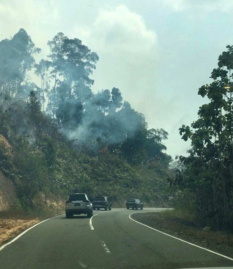 Cars on a road next to a forest with smoke emerging from behind the trees